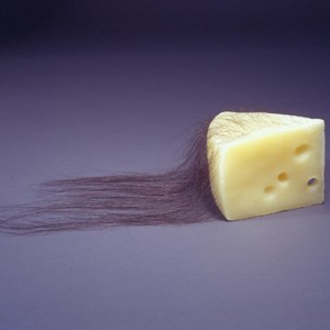robert-gober-cheese Robert Gober